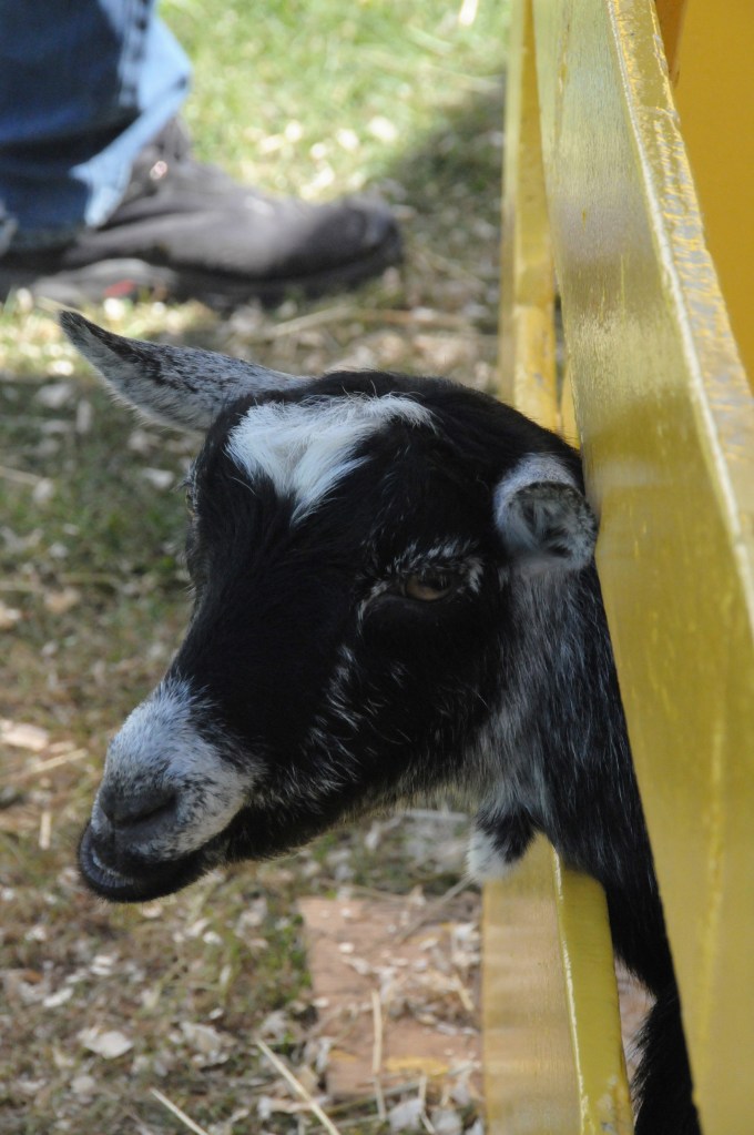 A baby goat.